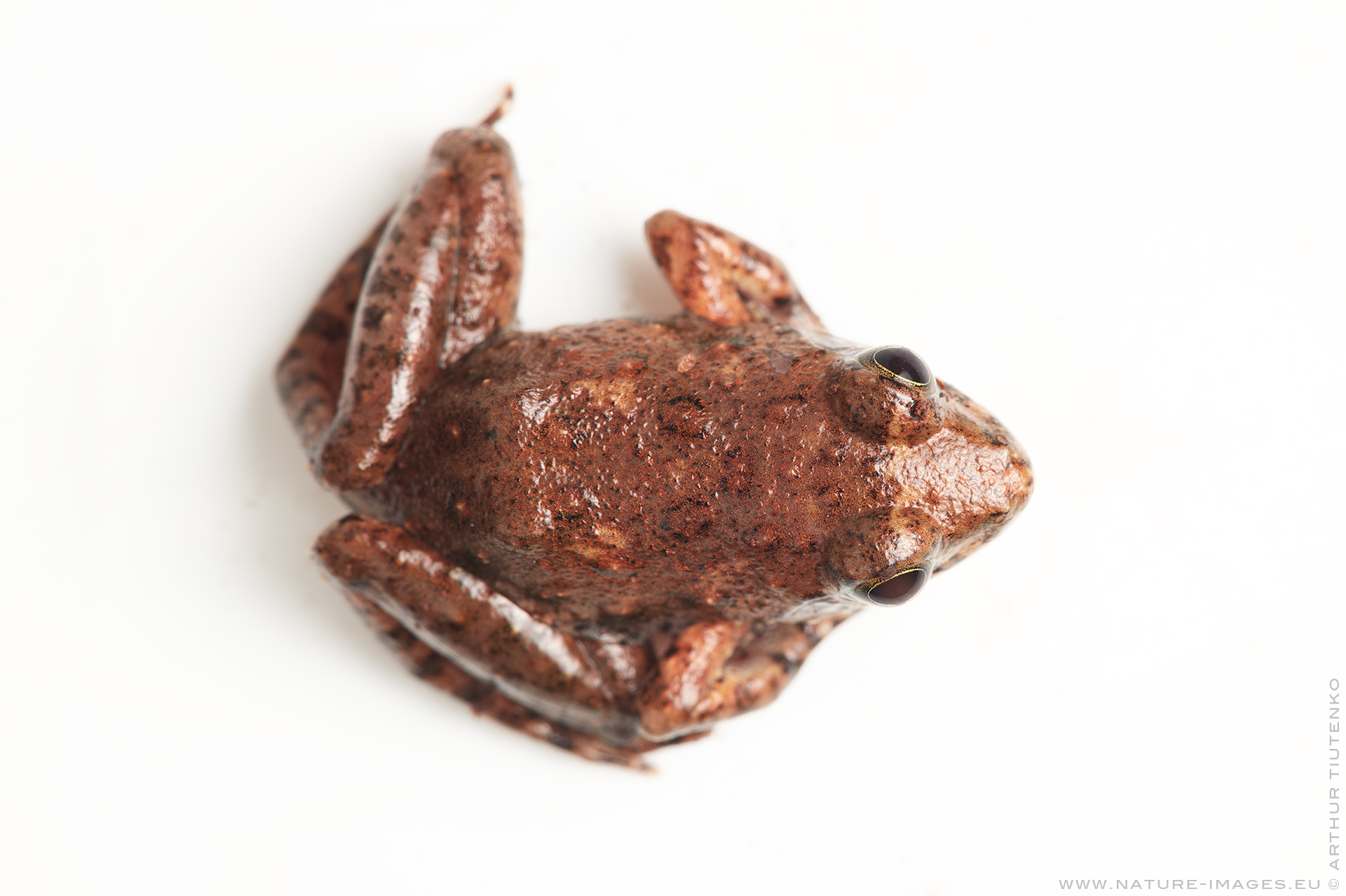 Nature Images by Arthur Tiutenko Phrynobatrachus inexpectatus