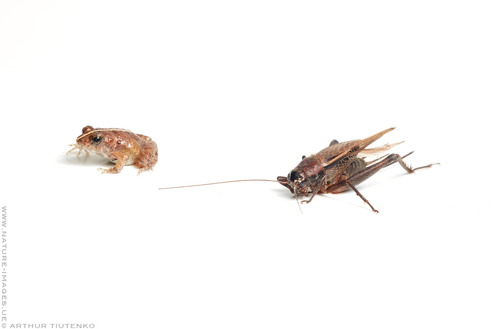 Nature Images by Arthur Tiutenko Phrynobatrachus inexpectatus